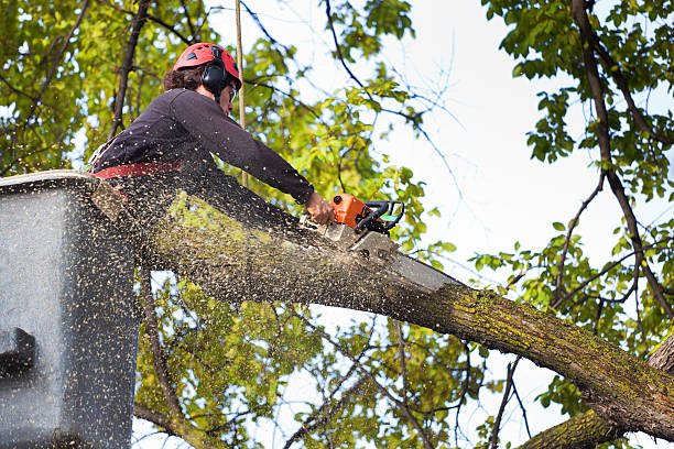 Best Stump Grinding and Removal  in Miamisburg, OH