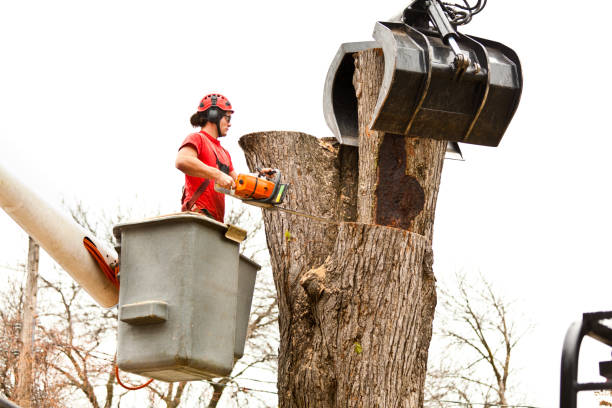 Best Tree Disease Treatment  in Miamisburg, OH